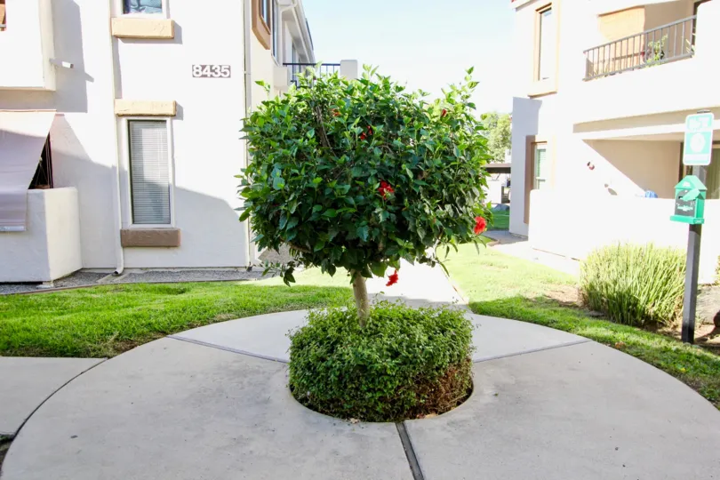 Beautiful Recreation area with trees and flowers with a lawn in between the villas in Villas at Westmore of Mira Mesa
