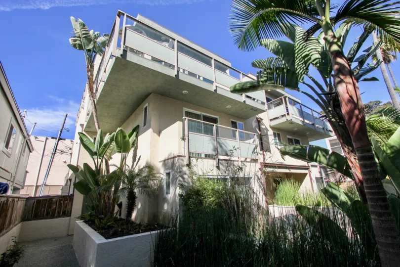 Palm tree outside of the Ensenada Court Villas at Mission Beach CA