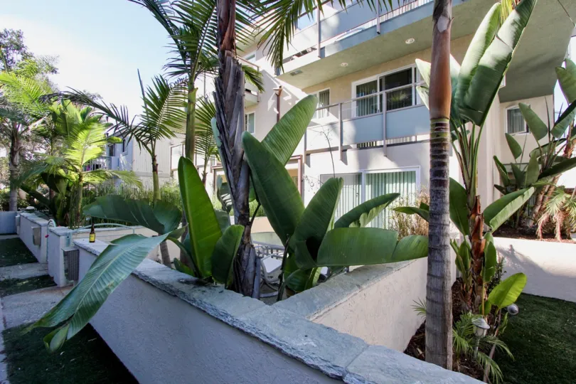 Lucious Green plants and palm trees outside of the Ensenda Court Villas.