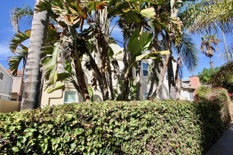 Large trees and topiaries at Isthmus Condos in Mission Beach, California.