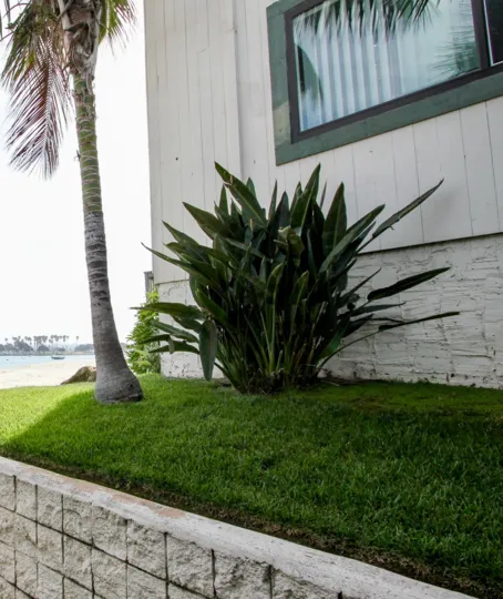 Bush and palm on corner of ocean side building in The Fijian in Mission Beach, California