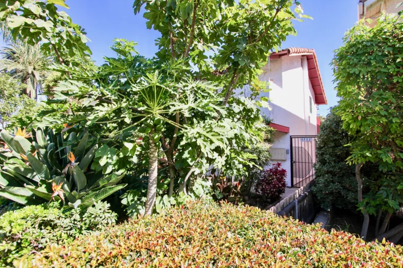 Sunny greenspace above a home with multiple types of plants and shrubs and a stucco home in the background