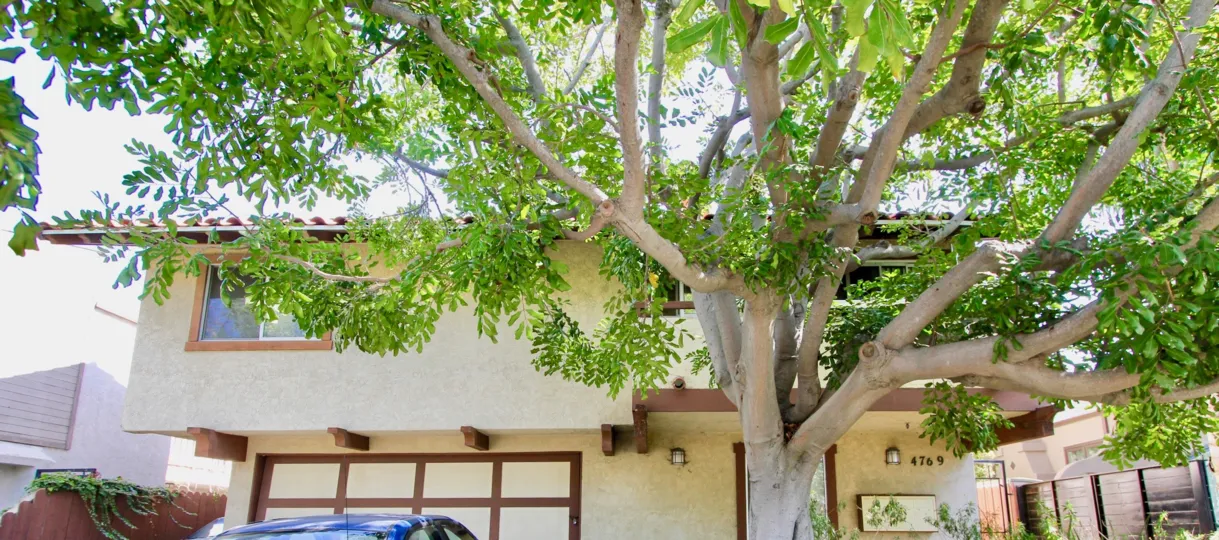 A large brown tree with many leafy branches in front of Hawley Blvd Condos at Normal Heights CA