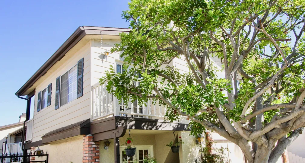 tree view of hermitage 2 in normal heights california