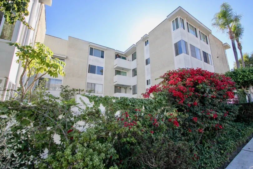 Horizon House ,: North Park , California,red flowers, plants
