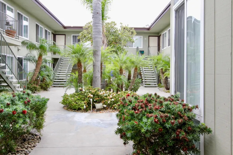 Trees in the courtyard of Mississippi Townhomes in North Park, California