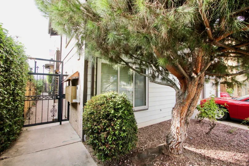 Short and stout coniferous tree in the yard of North Park View community