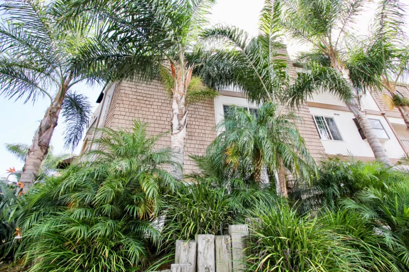 A few palms before a brick building in Chatsworth Manor neighborhood