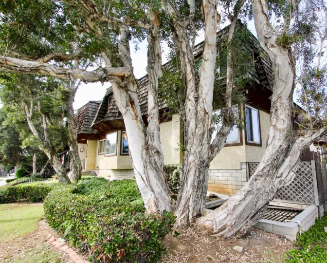 Loma Pacific in Ocean Beach, California, Majestic Trees, Gorgeous Houses
