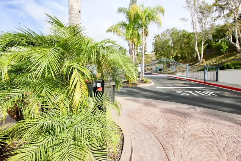 Palm trees line the streets in beautiful Oceanside, California