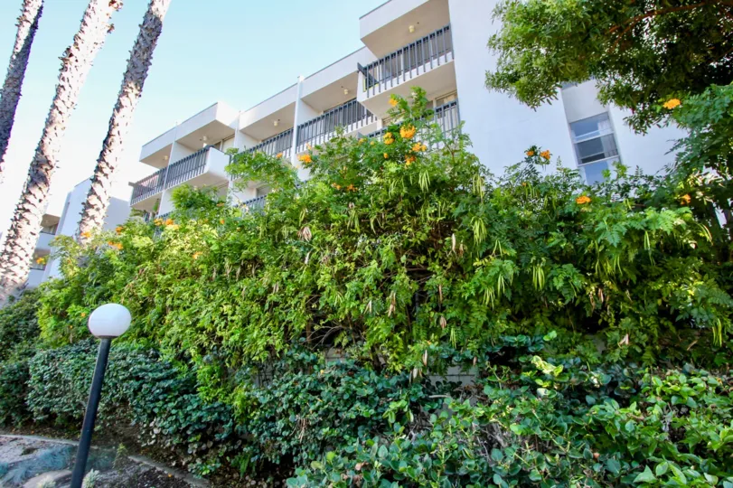 Before the way of apartment is full of trees with yellow flowers and light lamps