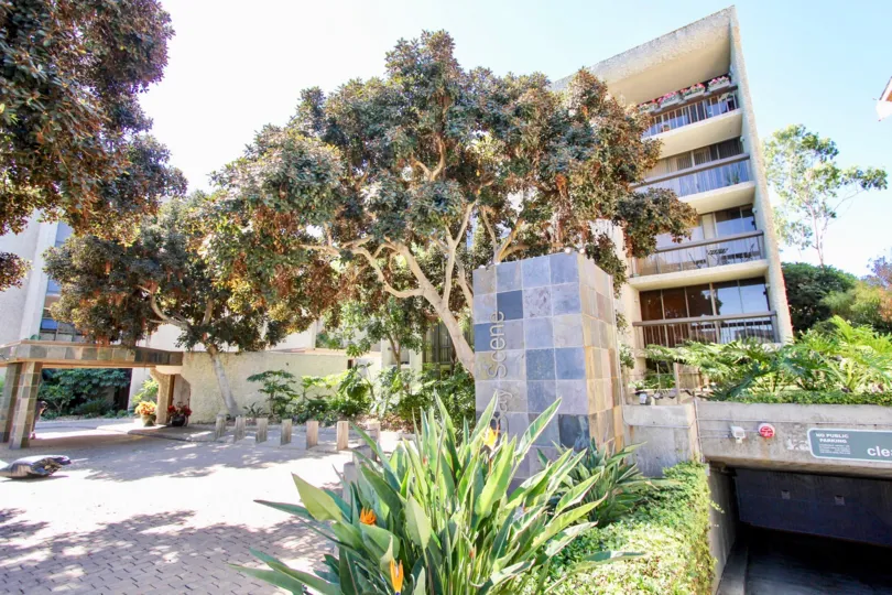 Many trees at Bay Scene in Pacific Beach, California.