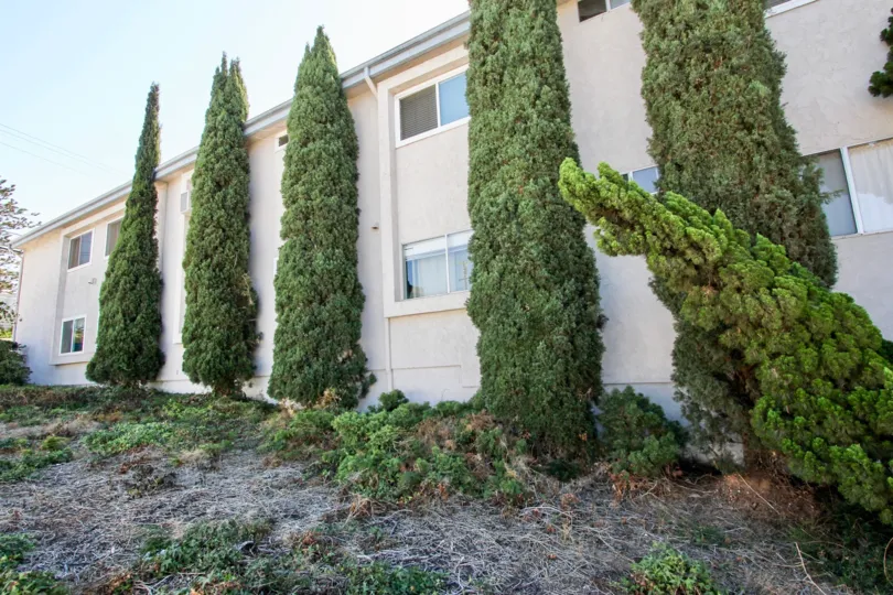 Dead grass is on the ground and tall green bushes run up the side of the Rivieran in Pacific Beach, California