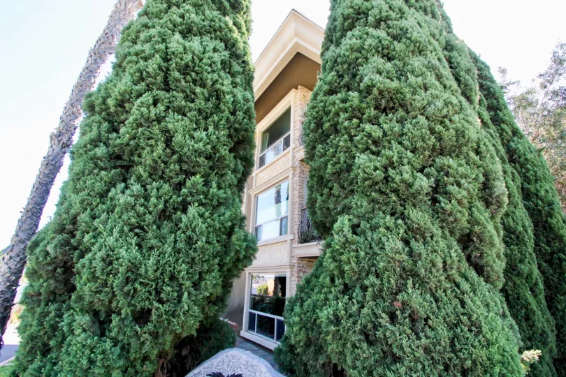 Large pine trees beside a three story building with balconies, at 2955 in La Playa, Point Loma, California.