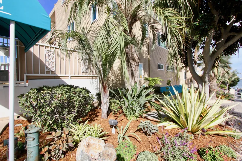 The peace oceanside view of La Playa Cove with majestic plants.