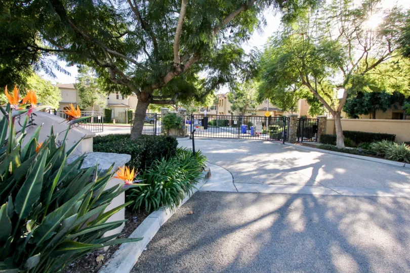 Driveway lined with trees and flowers at Springfield in San Marcos CA