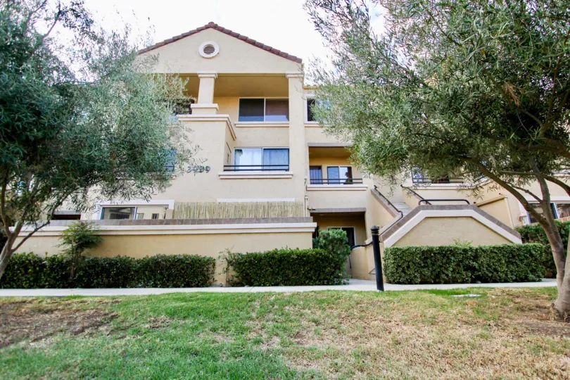 Dry, straw like grass sits under a tree at The Venetian condos