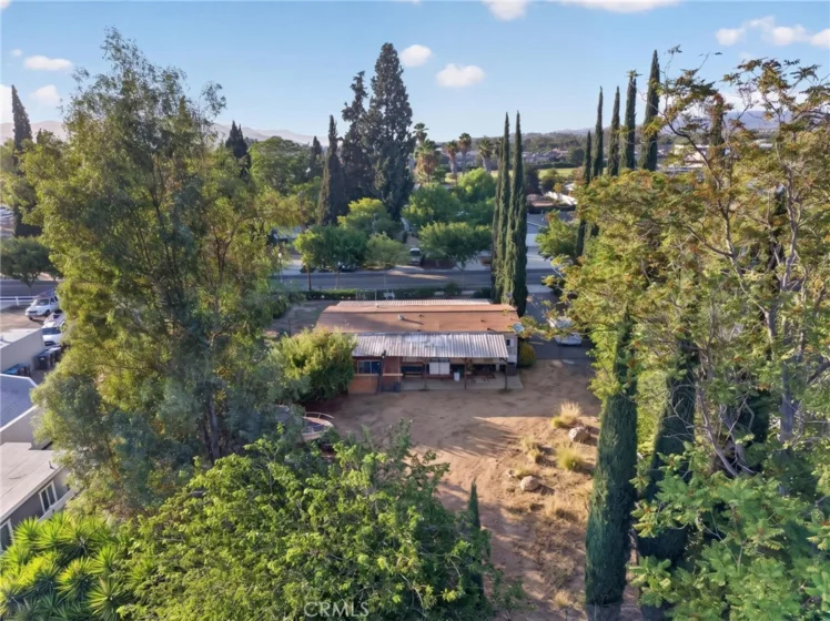 41926 Juniper photo 26