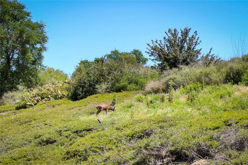 58 Mira Mesa photo 7