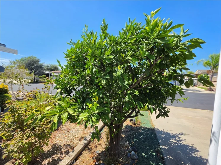 28799 Via Playa Del Rey photo 32