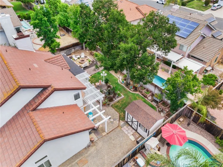 25401 Lacebark photo 53