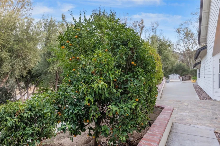 42761 Juniper photo 60