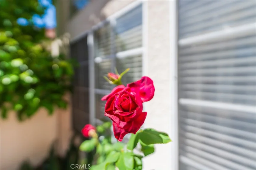 38 Carnation photo 32