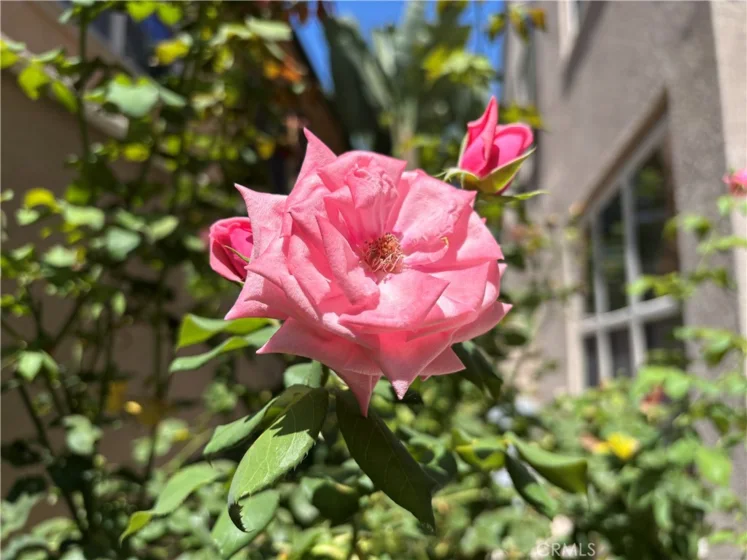 37 Peony photo 35