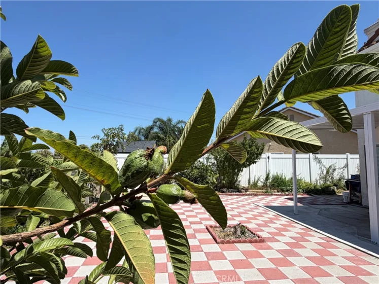 31008 Dulce Court photo 27