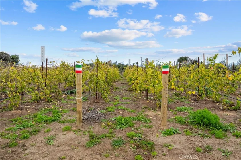 41309 Avenida Biona photo 34