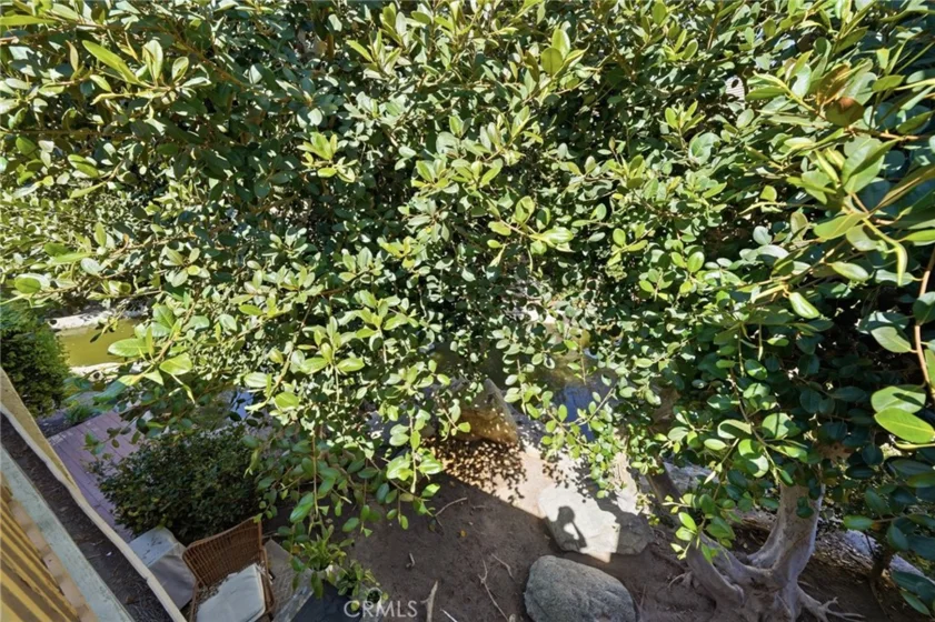 127 Lemon photo 20