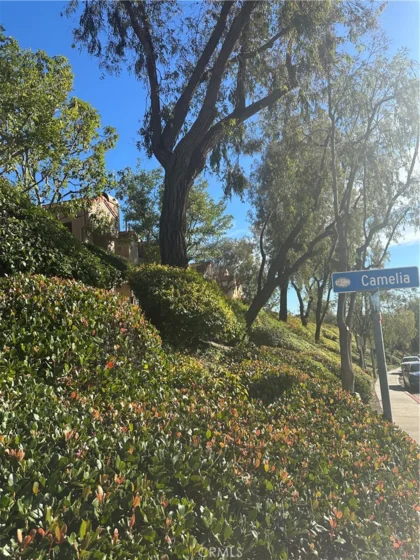 21245 Camelia #27 photo 26