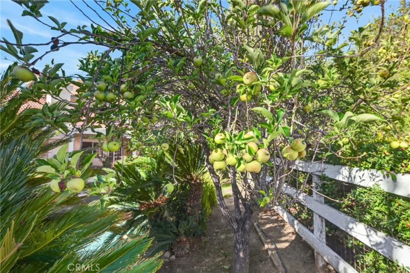 30767 Calle Pina Colada photo 66