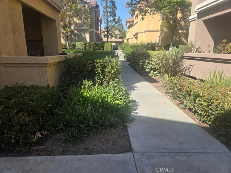 41410 Juniper photo 1