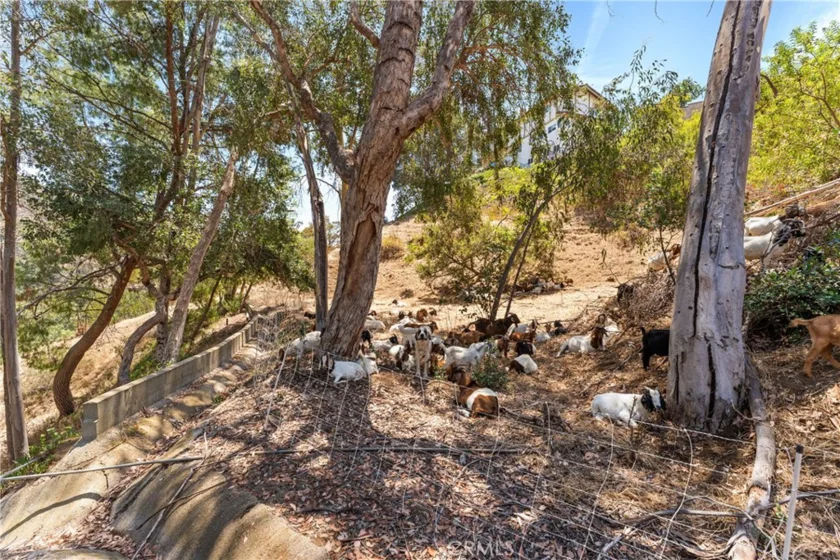 77 Barmore Court photo 34