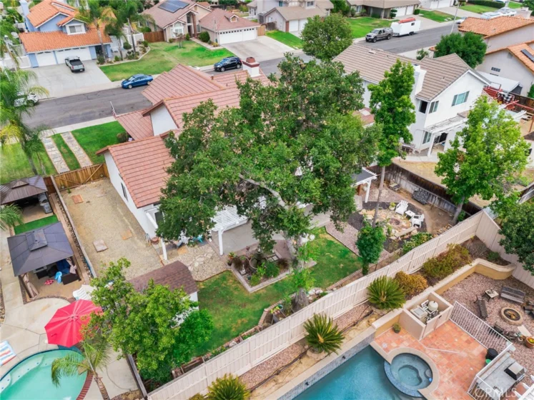 25401 Lacebark photo 47