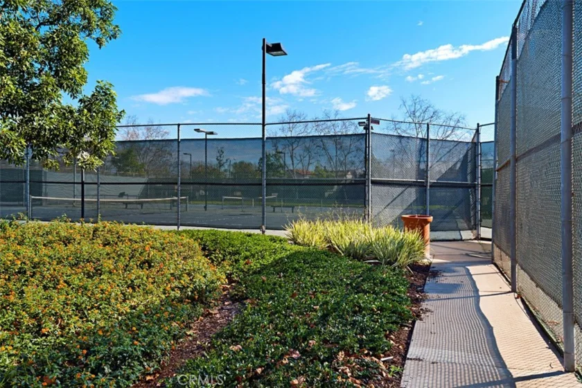 324 Tangelo photo 15