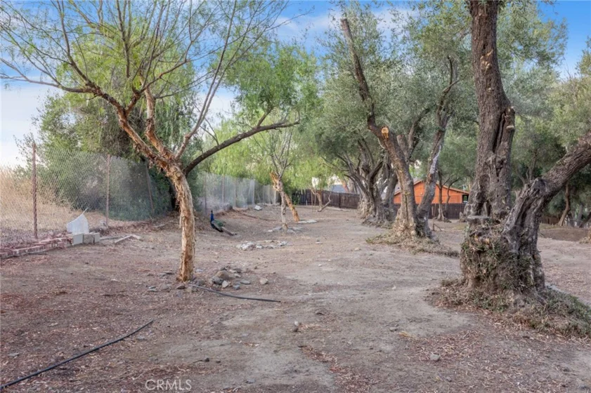 42761 Juniper photo 61