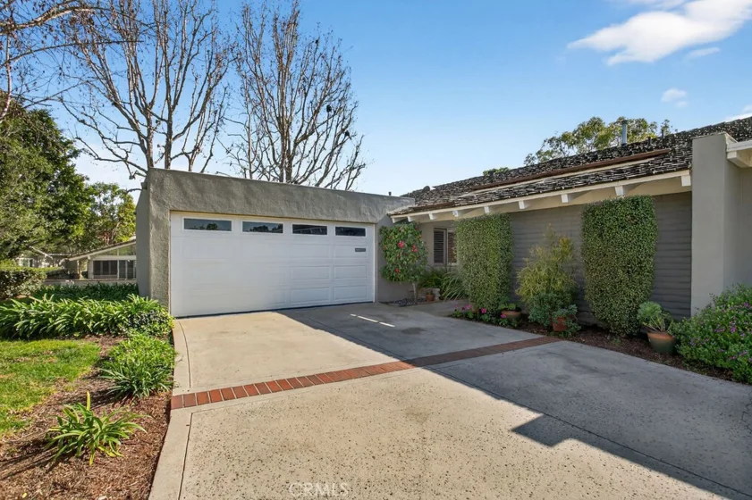 517 Gorgonia photo 1