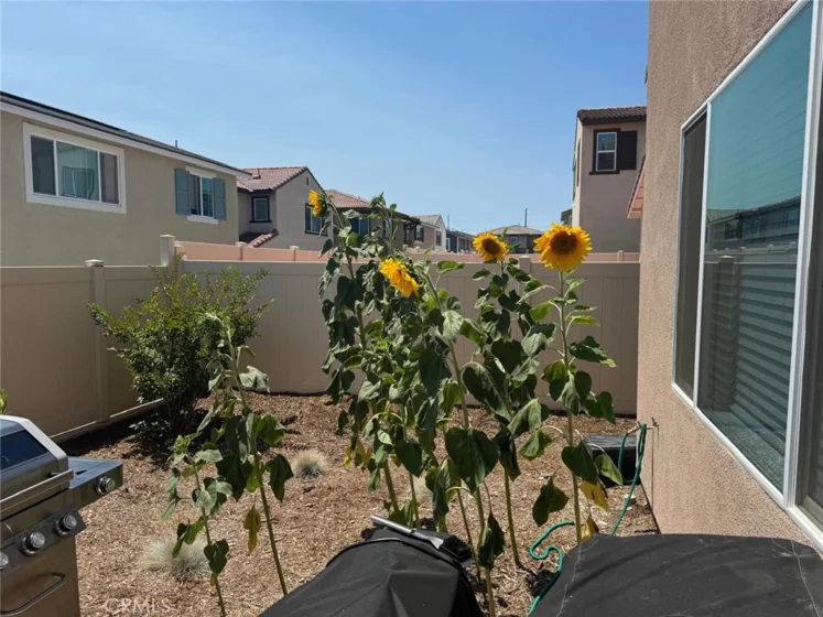 36612 Desert Tortoise Road photo 3