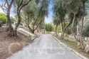 42761 Juniper thumbnail 52