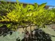 28799 Via Playa Del Rey thumbnail 30