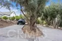 42761 Juniper thumbnail 51