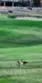 29272 Via Frontera thumbnail 43