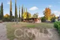 41926 Juniper thumbnail 1