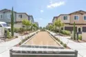 39438 Corvina thumbnail 25