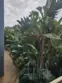 550 Orange Avenue #320 thumbnail 24