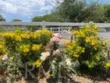 37492 Calle De Lobo thumbnail 54