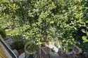 127 Lemon thumbnail 20