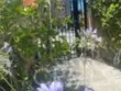 27444 Jasmine thumbnail 50